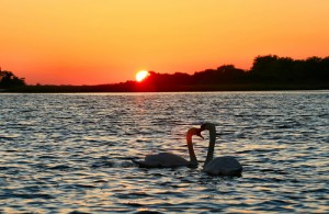 Swans in front of setting sun