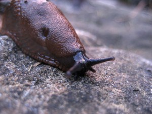 Slug on rock