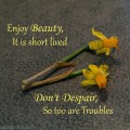 Enjoy Beauty Flowers