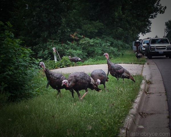 Why did the turkeys cross the road?