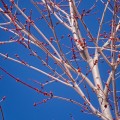 Red Buds of a Maple Tree against a Bright Blue sky.