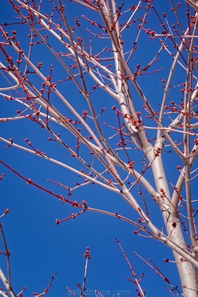 Maple tree with red buds against a bright blue sky