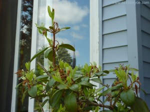 New buds on plant after freeze