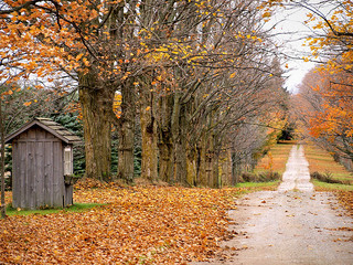 Colored Leaves in Fall