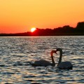 Swans in front of setting sun