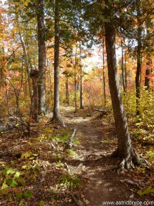 Fall Forest