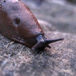 Dried Up Slug Seeks Warmth and Moisture
