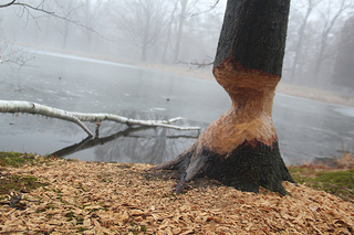 Busy beavers need few questions