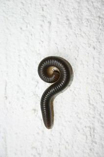 millipede questions