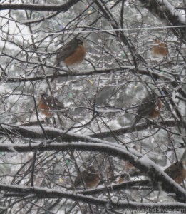 Robins in a spring snow storm