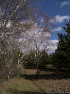 Amazing blue sky on the prarie