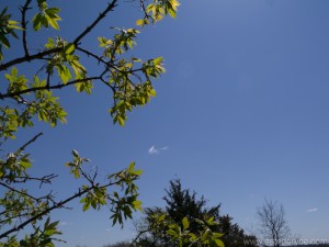 Vibrant blue sky and lime green new leaves