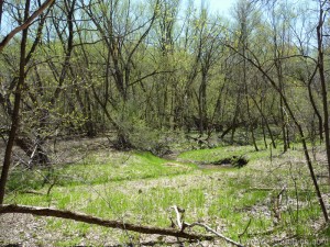 Meandering stream