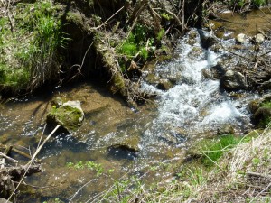 Dandelion growing on rock in the middle of the stream