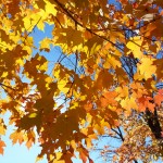 Fall Leaves Photo Gallery