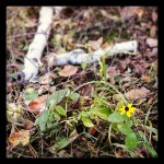 One last lonely flower #winteriscoming