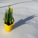 Signs of Spring in the Midst of Winter