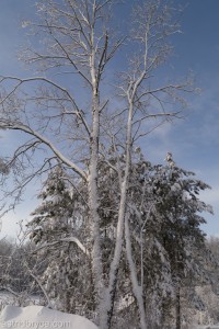 Feb2014SnowStorm-1090260