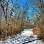 Naked trees wait to be clothed by Spring