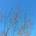 Red buds give hope of new green #finallySpring