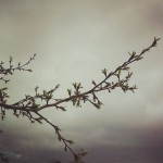 My first sight of tiny green leaves