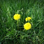 Dandelion: a beautiful flower with medicinal and culinary uses.