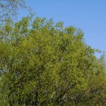 Vibrant colors of spring: lime green leaves against a bright blue sky