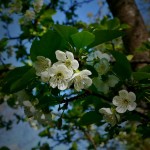 I choose to focus on the delight of the flower, not the hardship of the hay fever