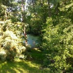 Green, green, everywhere, even on the pond