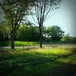 The egrets enjoy our flooded areas