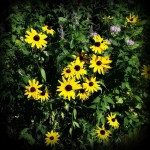 Black Eyed Susans remind us to soak up the late summer sun