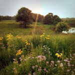 Novelty of native prairie + Illumination of the setting sun = Peace