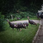 Why did the Turkeys cross the road?