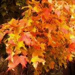 I found colorful fall leaves on a gray fall day