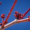 Close up of red maple buds on a bright blue sky