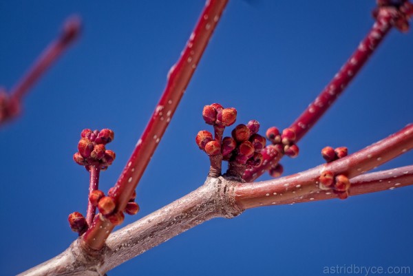 Close up of red maple buds on a bright blue sky