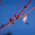 Red maple buds against a blue sky, with a dangling feather (2 of 3)