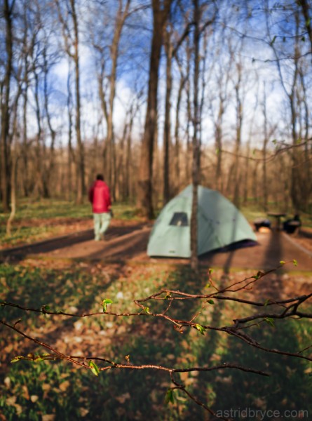 New leaves burst the morning of our first camping trip